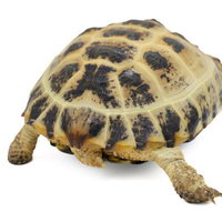 ロシアリクガメの甲羅と尻尾、脚の下からのの写真