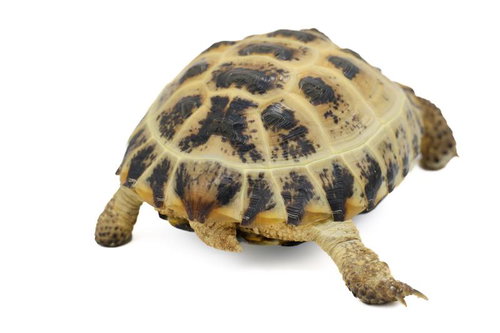 ロシアリクガメの甲羅と尻尾、脚の下からの