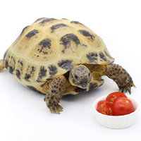 ミニトマトを前にするロシアリクガメの食事シーンの写真