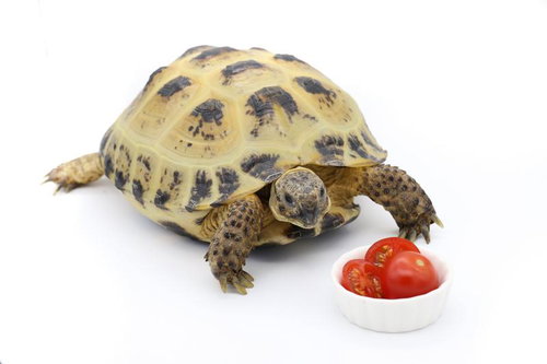 ミニトマトを前にするロシアリクガメの食事シーン