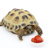 今日のご飯はプチトマト、ロシアリクガメと野菜の写真