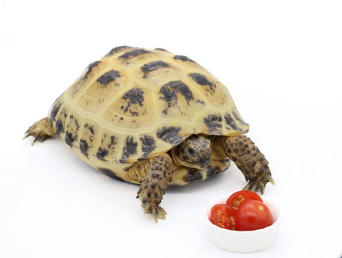 今日のご飯はプチトマト、ロシアリクガメと野菜