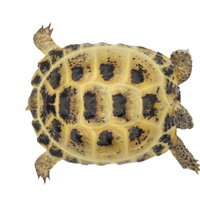 ロシアリクガメの黒い斑紋が入った甲羅の拡大の写真