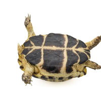 裏返ってしまったリクガメがジタバタともがく様子の写真