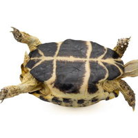 ロシアリクガメの甲羅の裏側、ひっくり返ってジタバタの写真