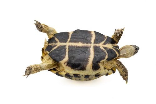 ロシアリクガメの甲羅の裏側、ひっくり返ってジタバタ