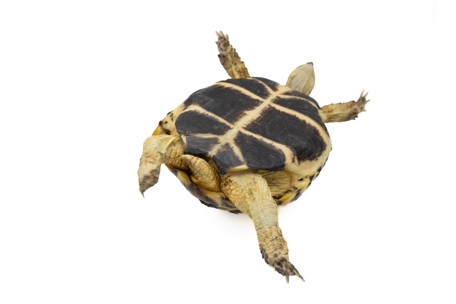 裏返った状態で四肢をジタバタと動かすロシアリクガメ［モデル：牧野末吉］