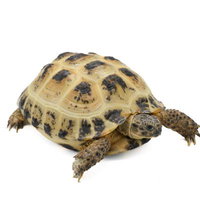 白背景のロシアリクガメの写真