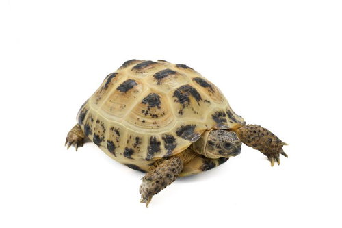 白背景のロシアリクガメ