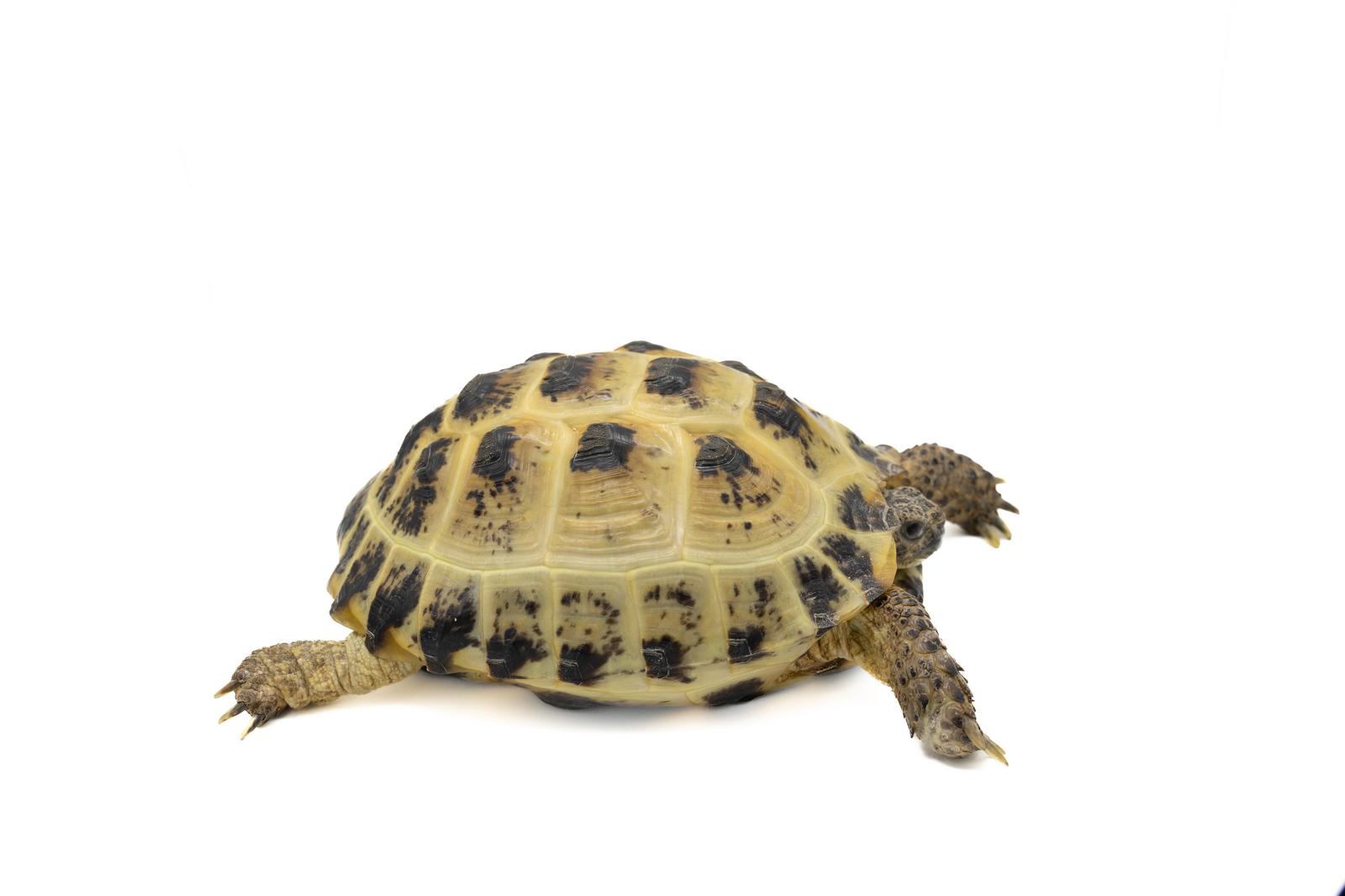 黄色と黒色の甲羅を持つロシアリクガメが横向きで立っている