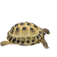 横から眺めるロシアリクガメの幼体（推定3歳）の写真