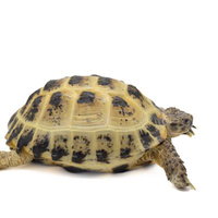 推定三歳のロシアリクガメの幼体、黄色い甲羅の陸亀の写真