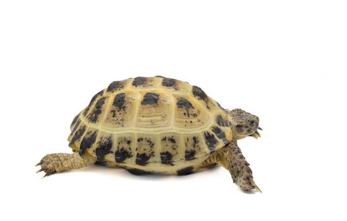 推定三歳のロシアリクガメの幼体、黄色い甲羅の陸亀