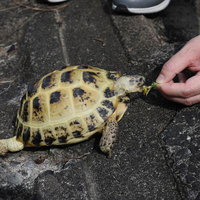 たんぽぽを食べるロシアリクガメ、人間の手からエサやりされている様子の写真