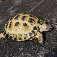 黄黒の甲羅のリクガメがアスファルトをよちよち歩くの写真