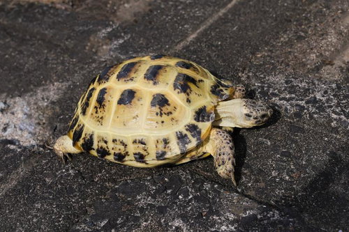 黄黒の甲羅のリクガメがアスファルトをよちよち歩く