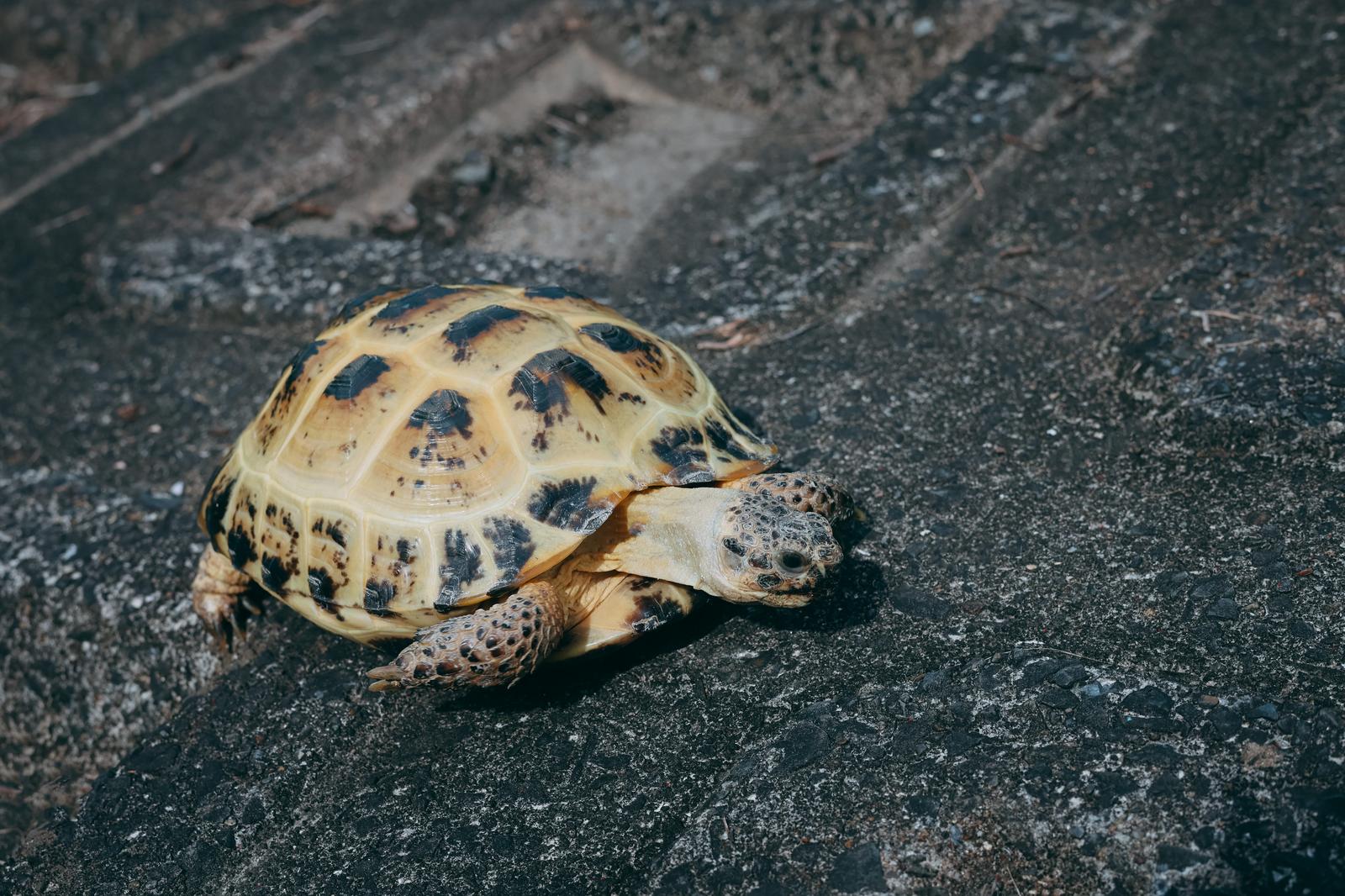 黄色と黒の模様がある甲羅を持つリクガメが地面にいる［モデル：牧野末吉］