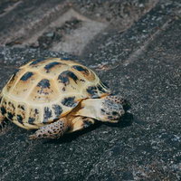 黄色と黒の模様が入るリクガメの甲羅の写真