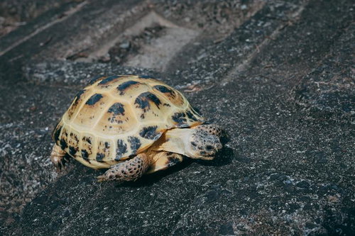 黄色と黒の模様が入るリクガメの甲羅