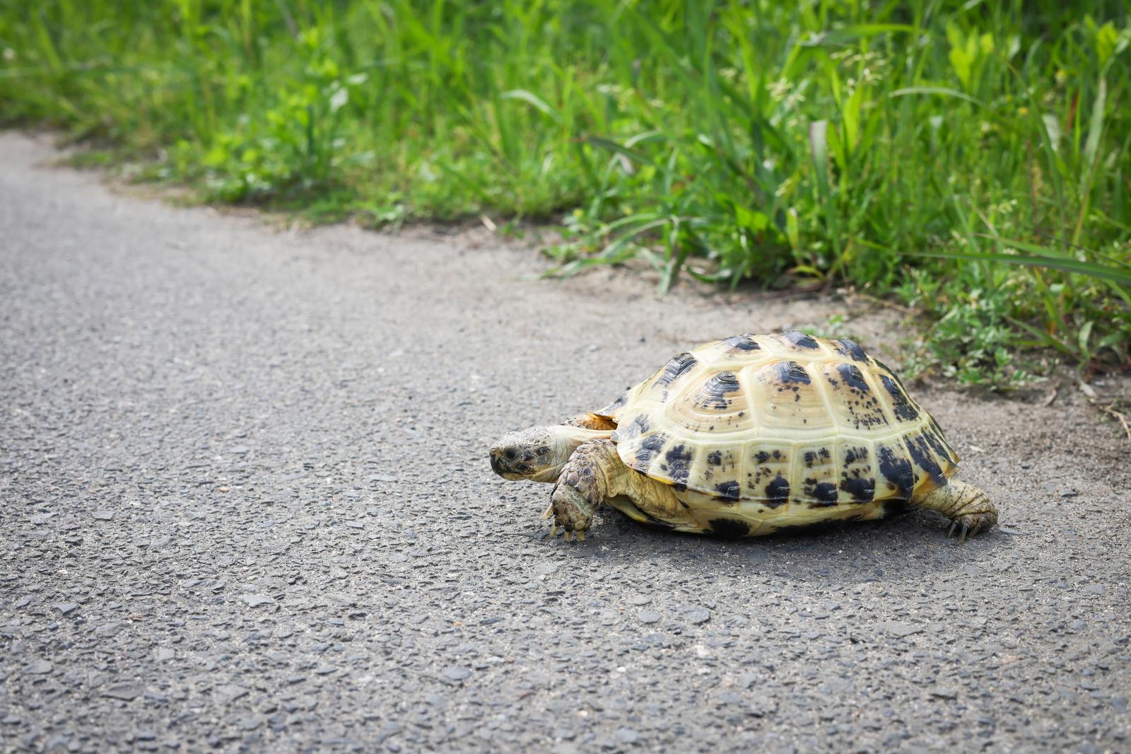 アスファルトの道路をゆっくりと歩いているリクガメ［モデル：牧野末吉］