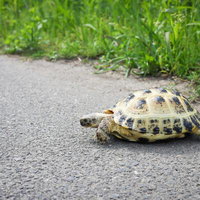 アスファルト道路をゆっくり歩く野生リクガメの写真