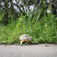 草地をよちよち歩くロシアリクガメの後ろ姿の写真