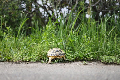 草地をよちよち歩くロシアリクガメの後ろ姿