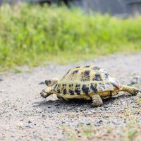 河川敷の砂利道を歩くロシアリクガメの生態の写真