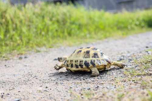河川敷の砂利道を歩くロシアリクガメの生態