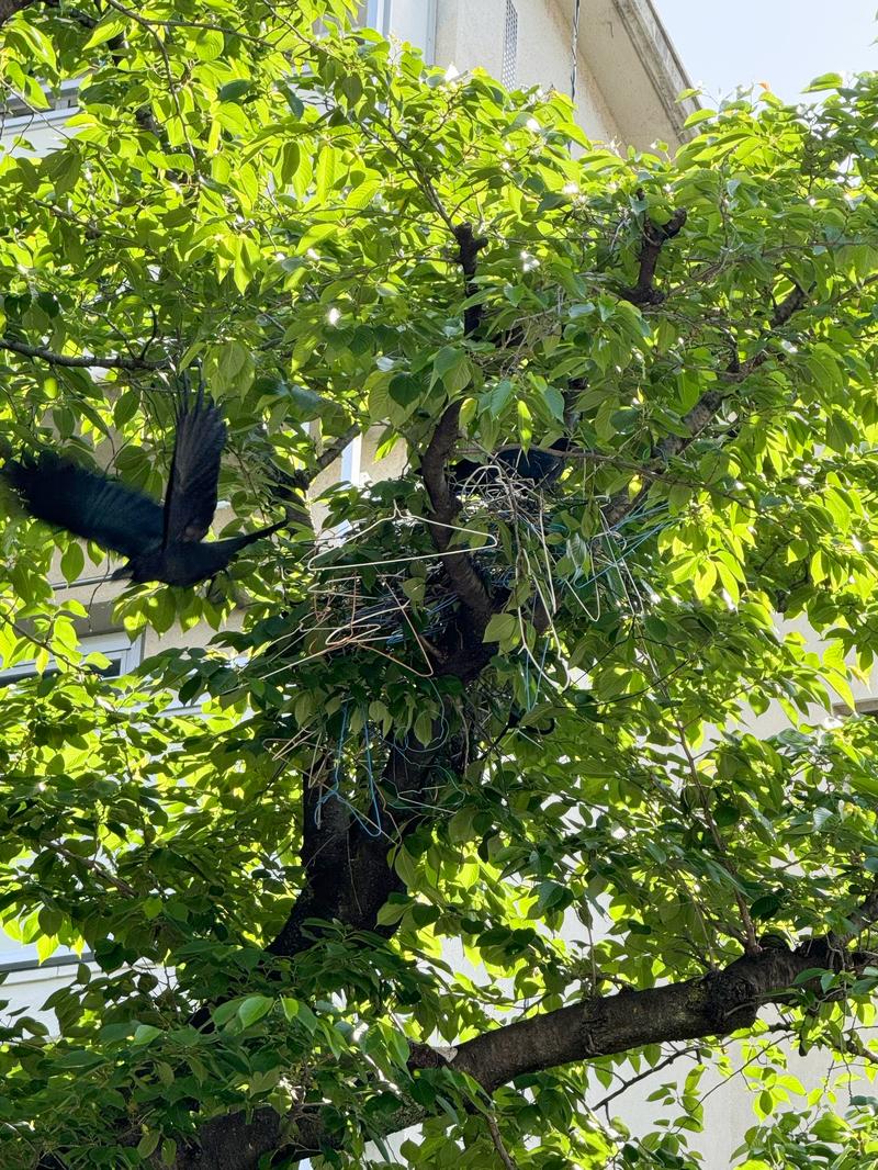 緑の枝の中にハンガーで作られたカラスの巣