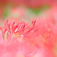 風にゆれる彼岸花の群生の写真
