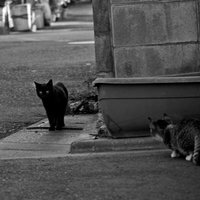 待ち伏せ子猫と黒猫の後ろ姿の写真