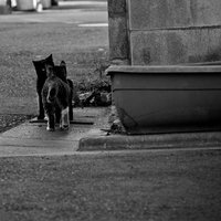 モノクロで撮影した仲良し子猫2匹が寄り添う光景の写真