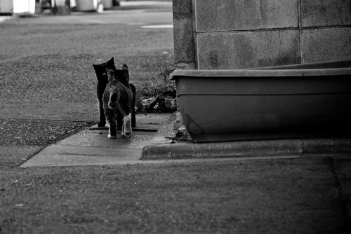 モノクロで撮影した仲良し子猫2匹が寄り添う光景