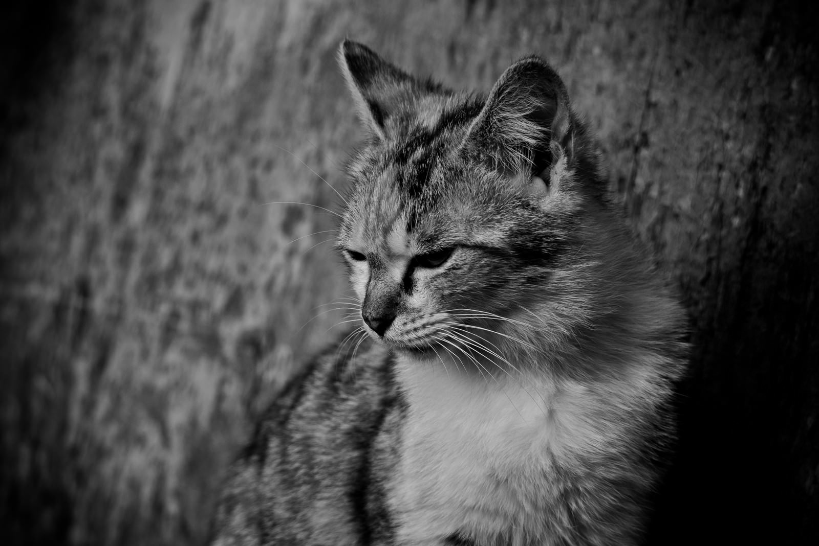 下を向いてうなだれている猫のモノクロ写真