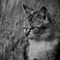 意気消沈してうなだれる猫のモノクロの写真
