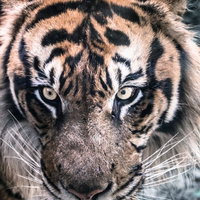 オレンジと黒の縞模様の毛並みと黄色い目の虎の正面クローズアップの写真
