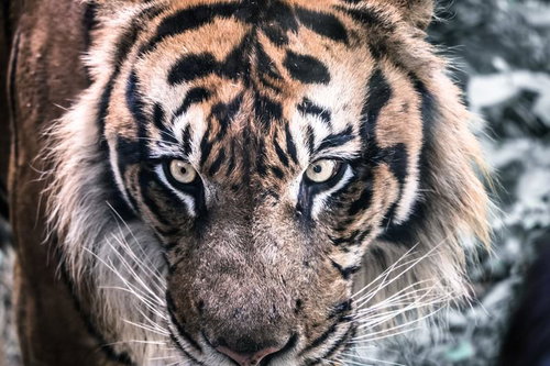 オレンジと黒の縞模様の毛並みと黄色い目の虎の正面クローズアップ