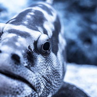 正面から写した白黒の縞と斑点模様の厚い唇が特徴の魚の顔の写真