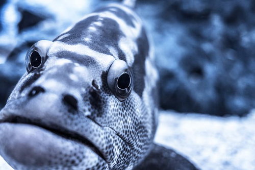 正面から写した白黒の縞と斑点模様の厚い唇が特徴の魚の顔