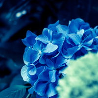 暗い場所で葉に囲まれた青い小花が集まる丸い紫陽花の写真