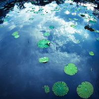空と雲が映り込む水面に浮かぶ緑の蓮の葉が散らばる池の写真