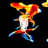 暗闇に立つ金魚のような女の写真