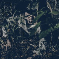 夜の草むらで聞こえる音・・ガサガサ・・暗闇に浮かぶ女性のシルエットの写真