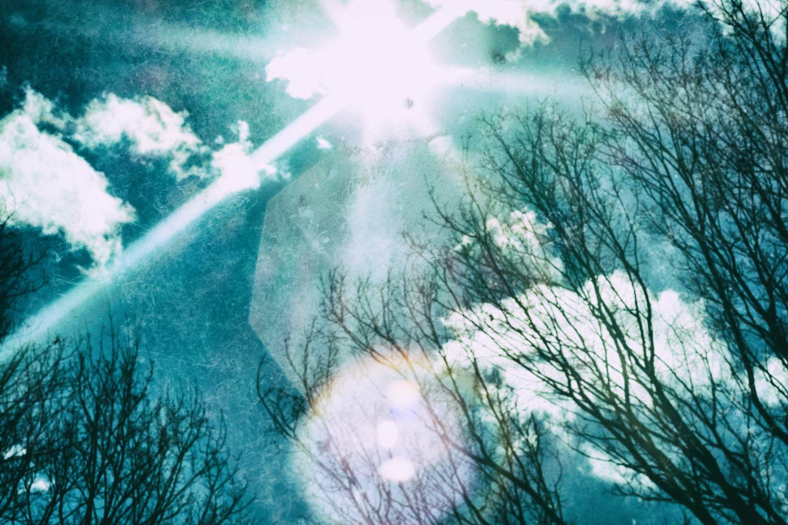 逆光の冬枯れの木々を見上げた写真
