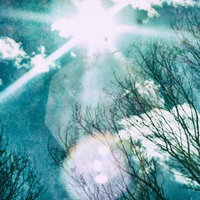 逆光と空、冬枯れの木々を見上げての写真