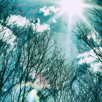 冬の裸木に降り注ぐ逆光の星芒と青緑色の空の写真