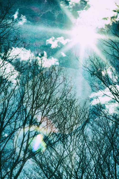 冬の裸木に降り注ぐ逆光の星芒と青緑色の空