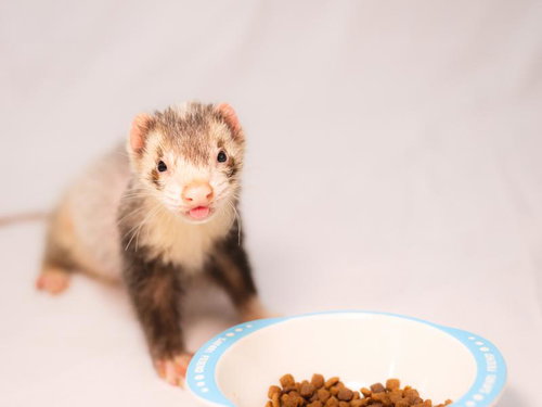 箸まだ？とフードボウルを見つめるフェレット