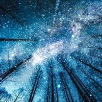 星降る夜の森林風景（フォトモンタージュ）の写真